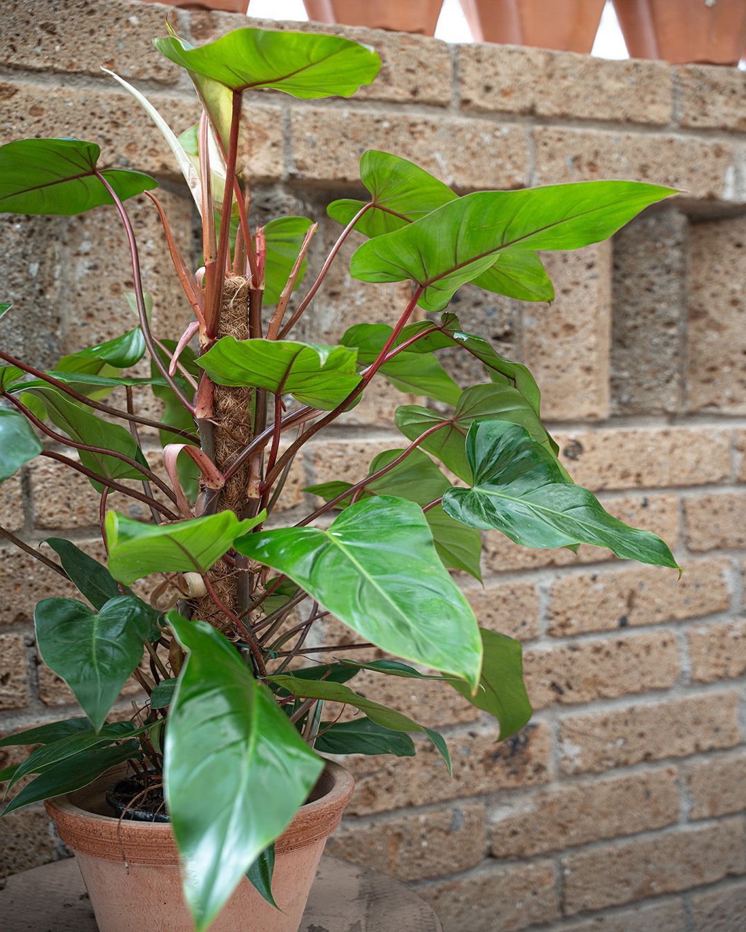 Pianta in vaso con foglie verdi e steli rossastri, appoggiata a un muro di mattoni.