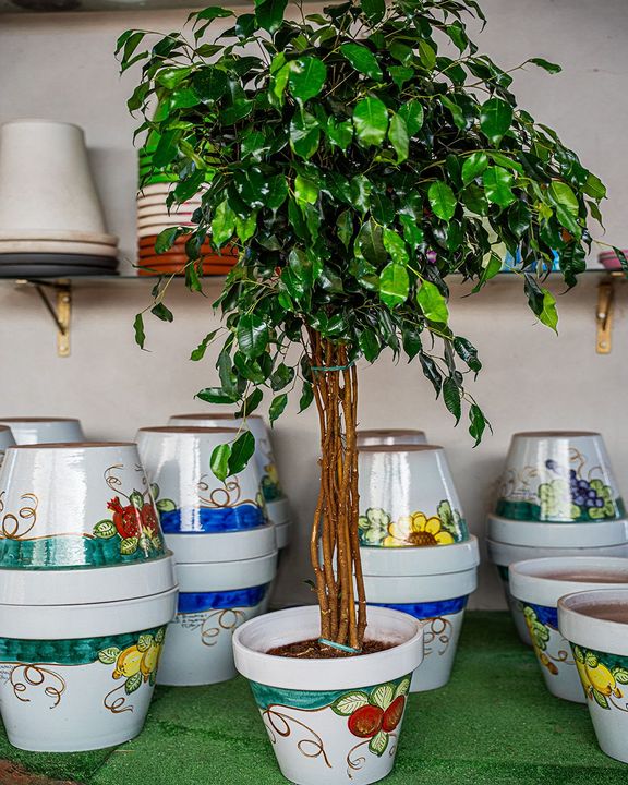 Albero decorativo in vaso posizionato al centro tra vasi di fiori in ceramica dipinta su mensole interne.