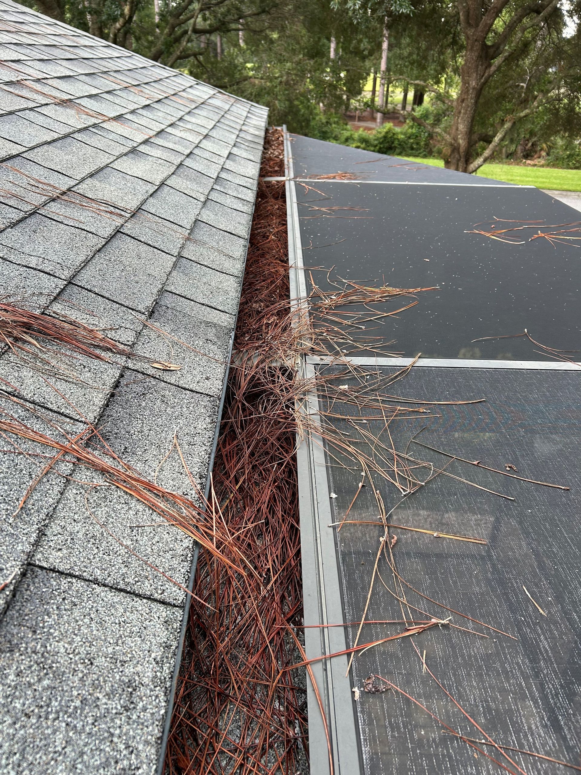 Gutter filled with brown pine needles on a roof with dark shingles, next to black solar panels.