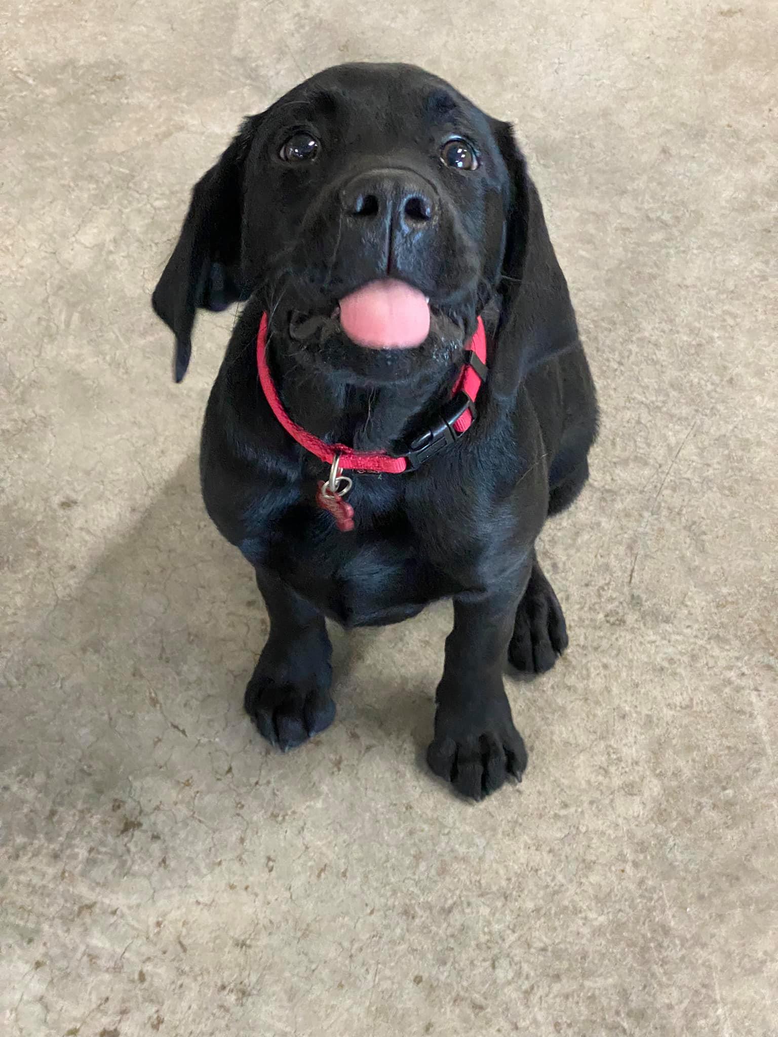 Dog Gallery Hickory, NC Kanupp Kennels