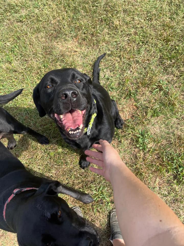 Dog Gallery Hickory, NC Kanupp Kennels