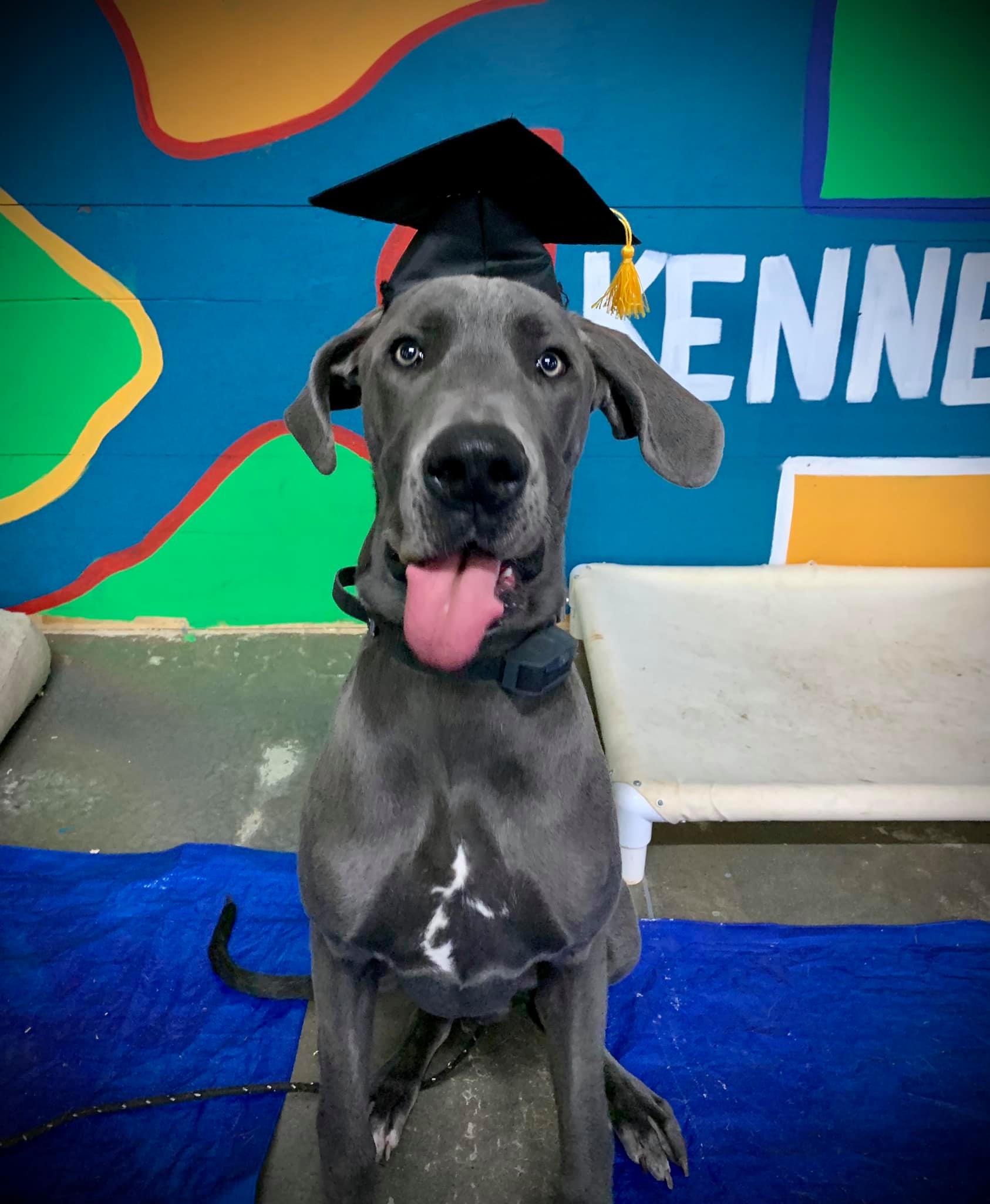 Dog Gallery Hickory, NC Kanupp Kennels