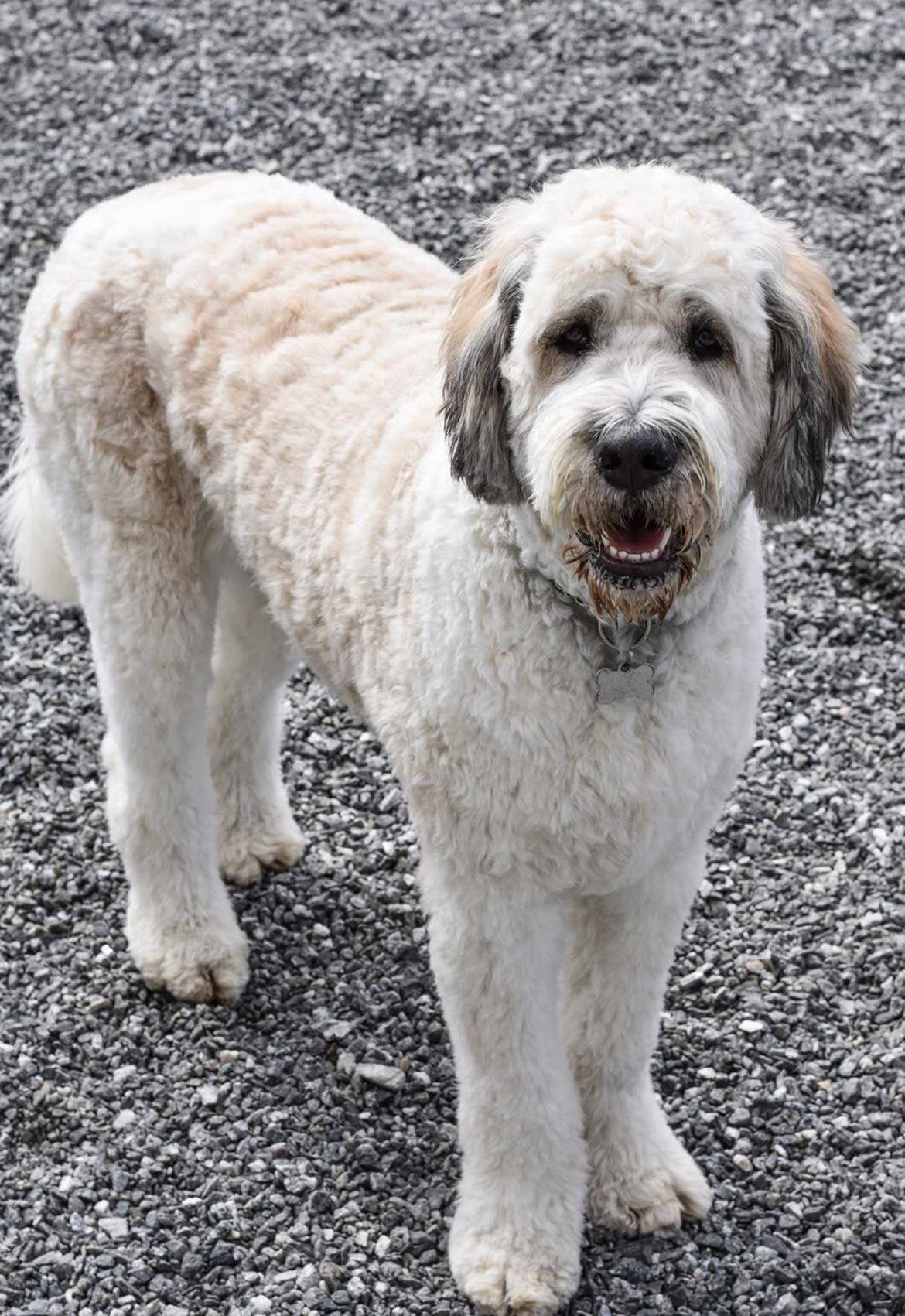 Dog Training, Kennels, Boarding Hickory, NC Kanupp Kennels