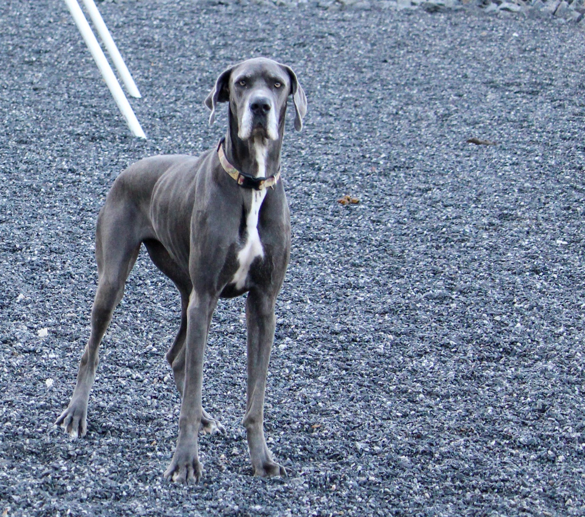 Dog Gallery Hickory, NC Kanupp Kennels