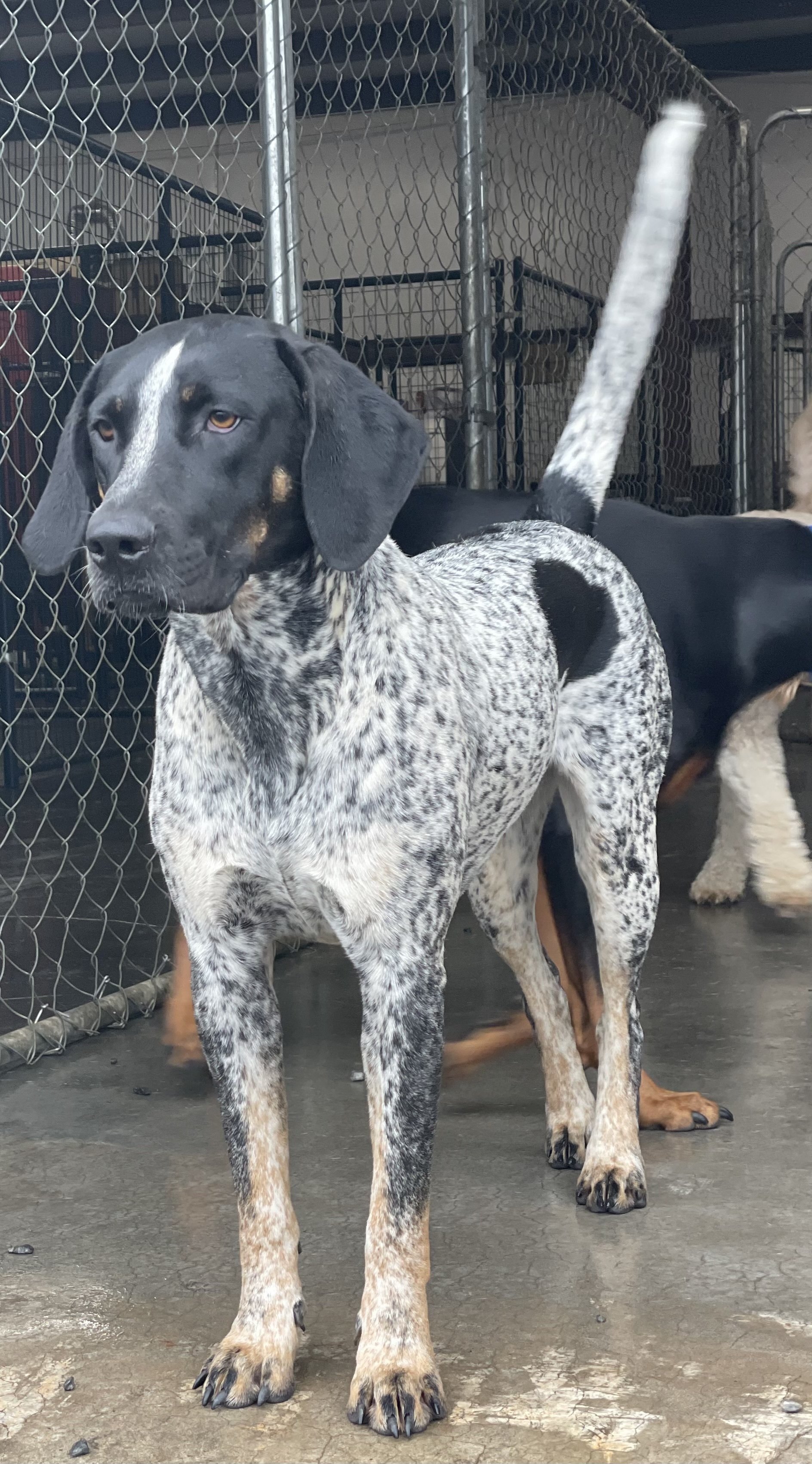 Dog Training, Kennels, Boarding Hickory, NC Kanupp Kennels