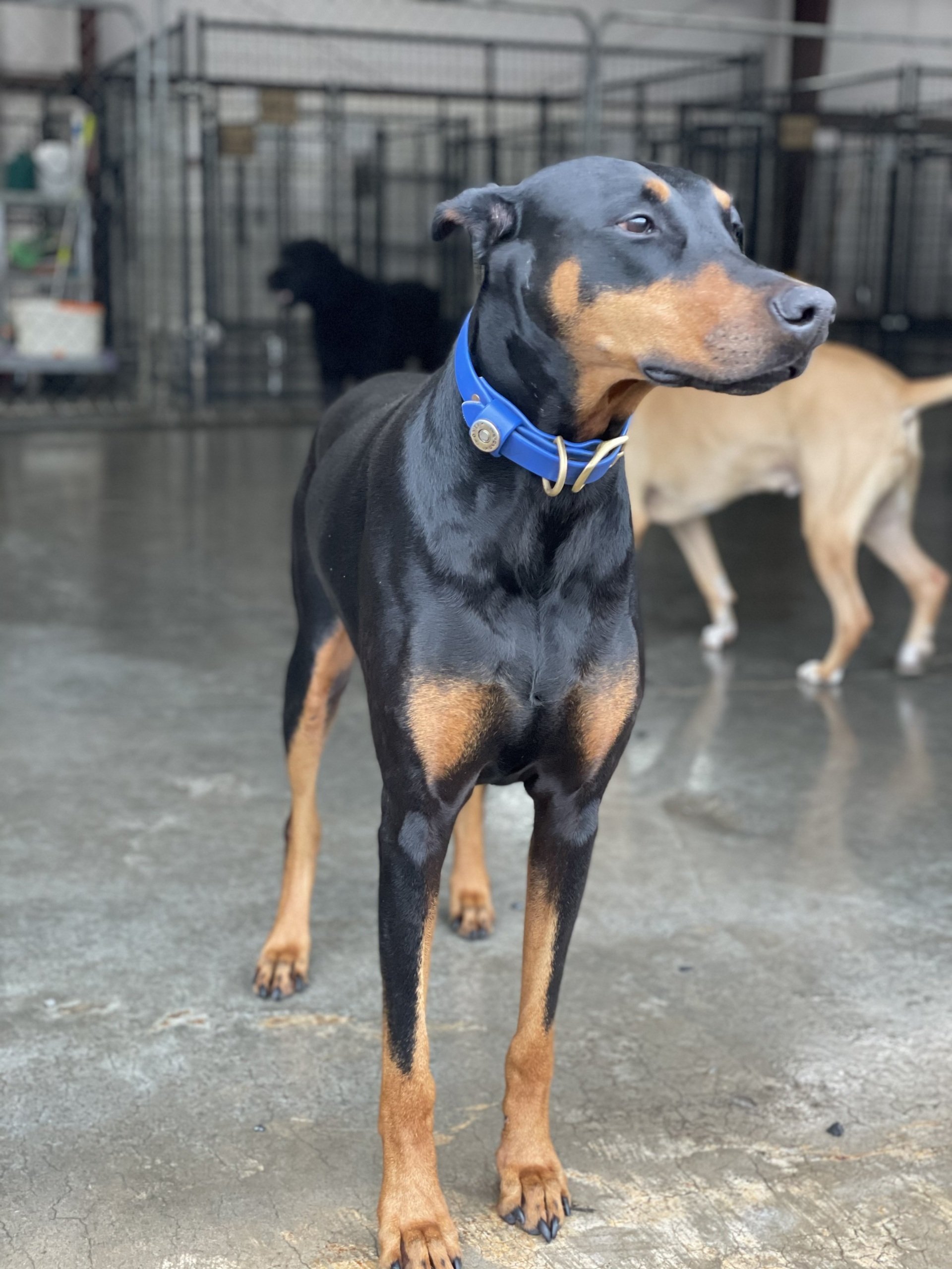 Dog Training, Kennels, Boarding Hickory, NC Kanupp Kennels