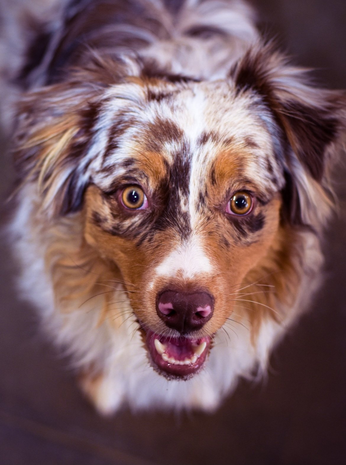 Dog Training, Kennels, Boarding Hickory, NC Kanupp Kennels