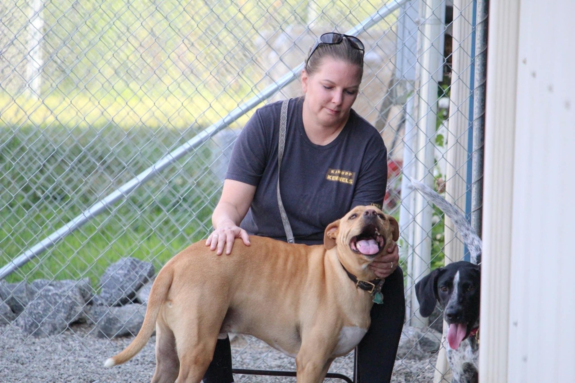 Dog Gallery Hickory, NC Kanupp Kennels