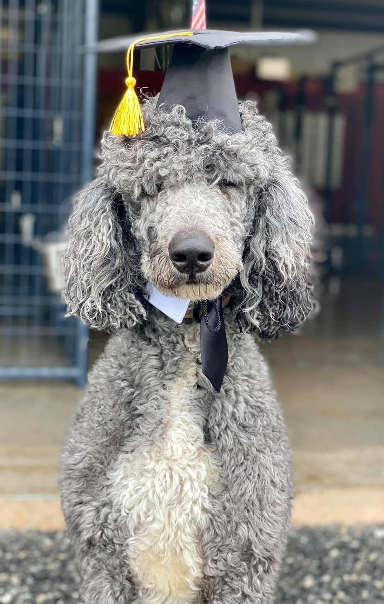 Dog Gallery Hickory, NC Kanupp Kennels