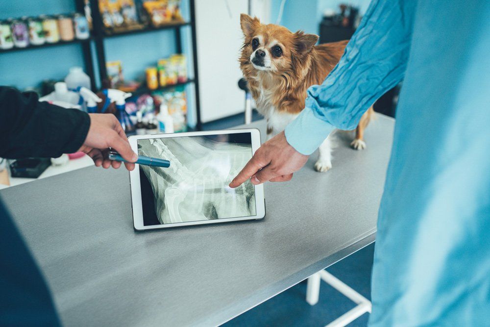 X-ray - Canal Winchester, Ohio - Pickerington Animal Hospital