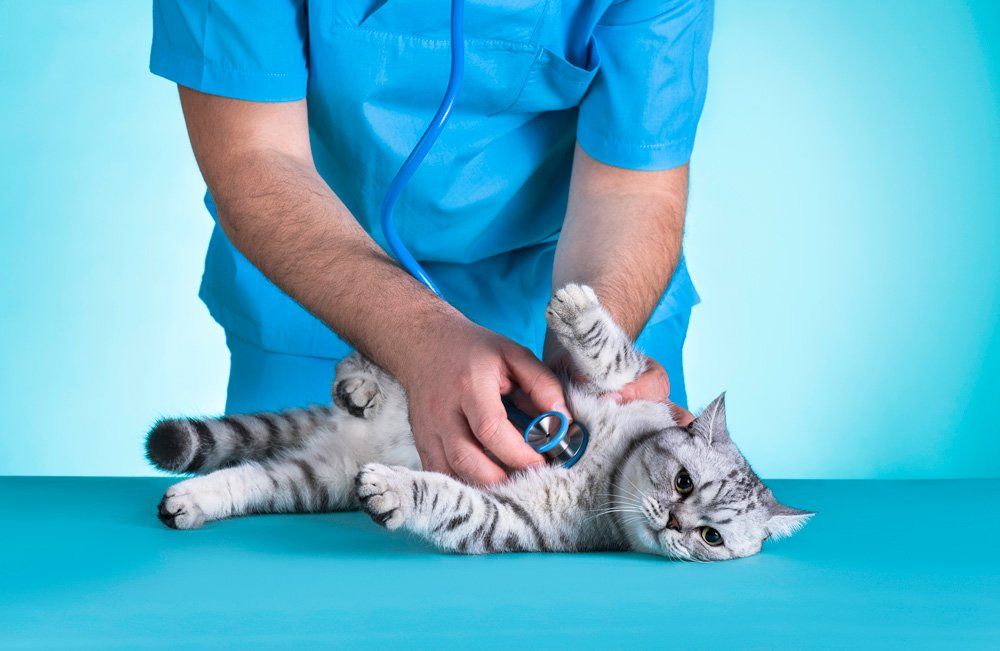 British Short Hair Cat Going To A Veterinarian - Canal Winchester, Ohio - Pickerington Animal Hospital British Short Hair Cat Going To A Veterinarian - Canal Winchester, Ohio - Pickerington Animal Hospital