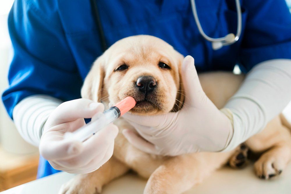 Golden Retriever Puppy Took A Vitamins Shot - Canal Winchester, Ohio - Pickerington Animal Hospital Golden Retriever Puppy Took A Vitamins Shot - Canal Winchester, Ohio - Pickerington Animal Hospital