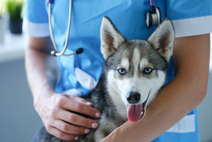 Siberian Husky - Canal Winchester, Ohio - Pickerington Animal Hospital Siberian Husky - Canal Winchester, Ohio - Pickerington Animal Hospital