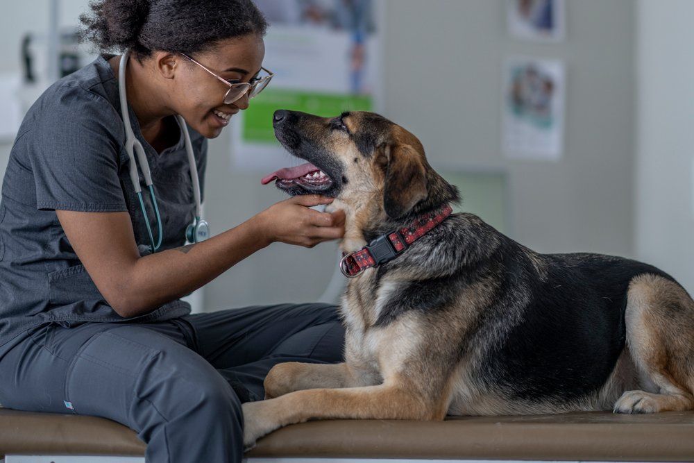 Dog Going To A Veterinarian - Canal Winchester, Ohio - Pickerington Animal Hospital Dog Going To A Veterinarian - Canal Winchester, Ohio - Pickerington Animal Hospital