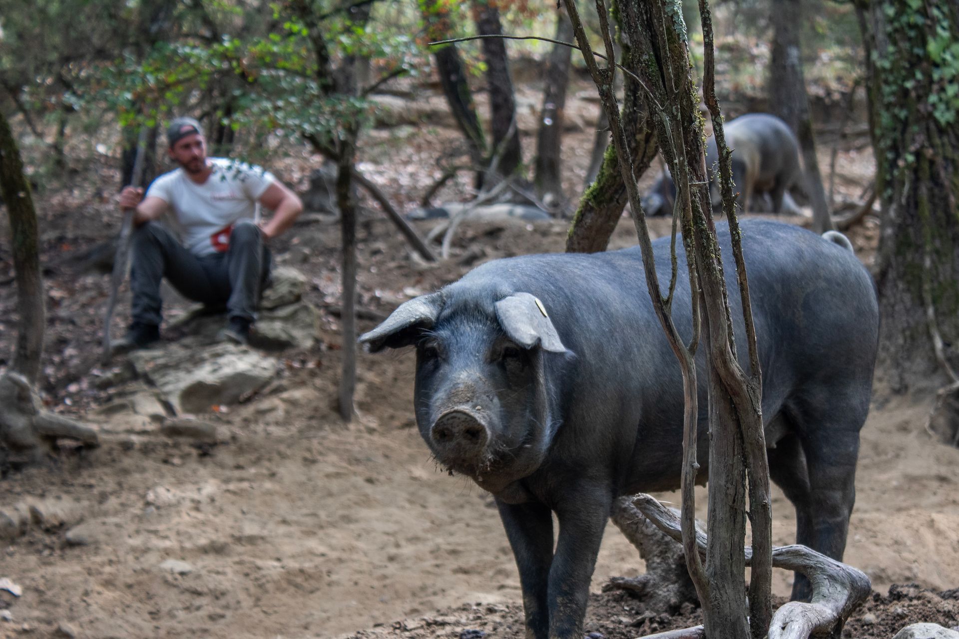Due maiali neri in un recinto fangoso in un bosco, con un uomo seduto sullo sfondo.