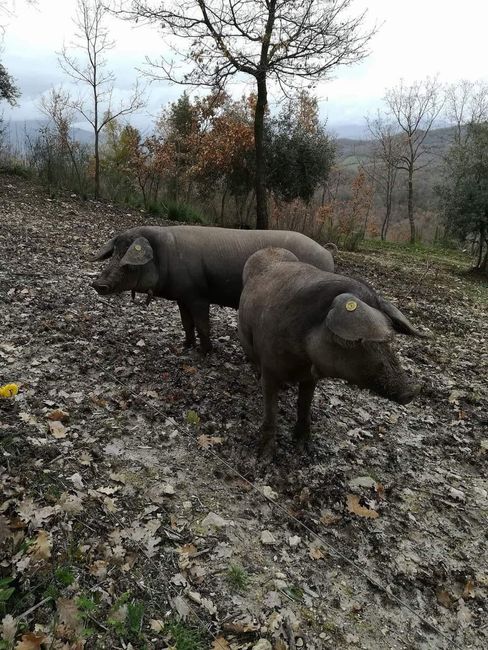 Due cinghiali scuri in piedi su un pendio coperto di foglie in una spoglia foresta autunnale