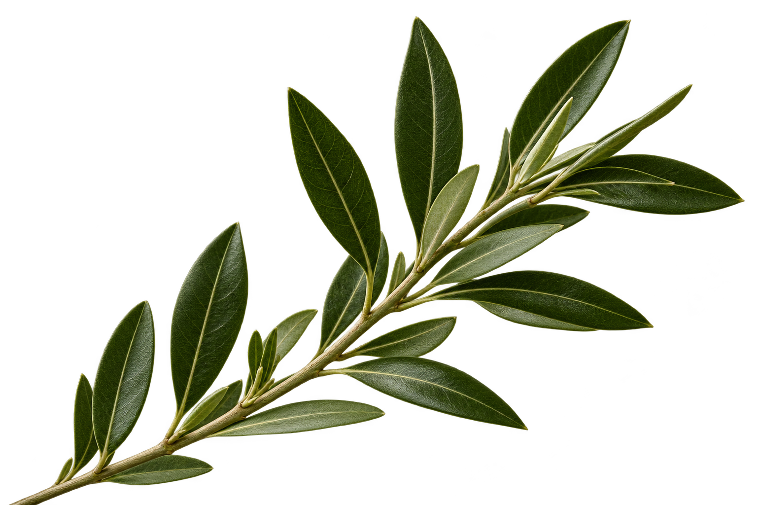 Green olive branch with narrow leaves on a white background