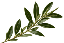 Green olive branch with narrow leaves on a white background