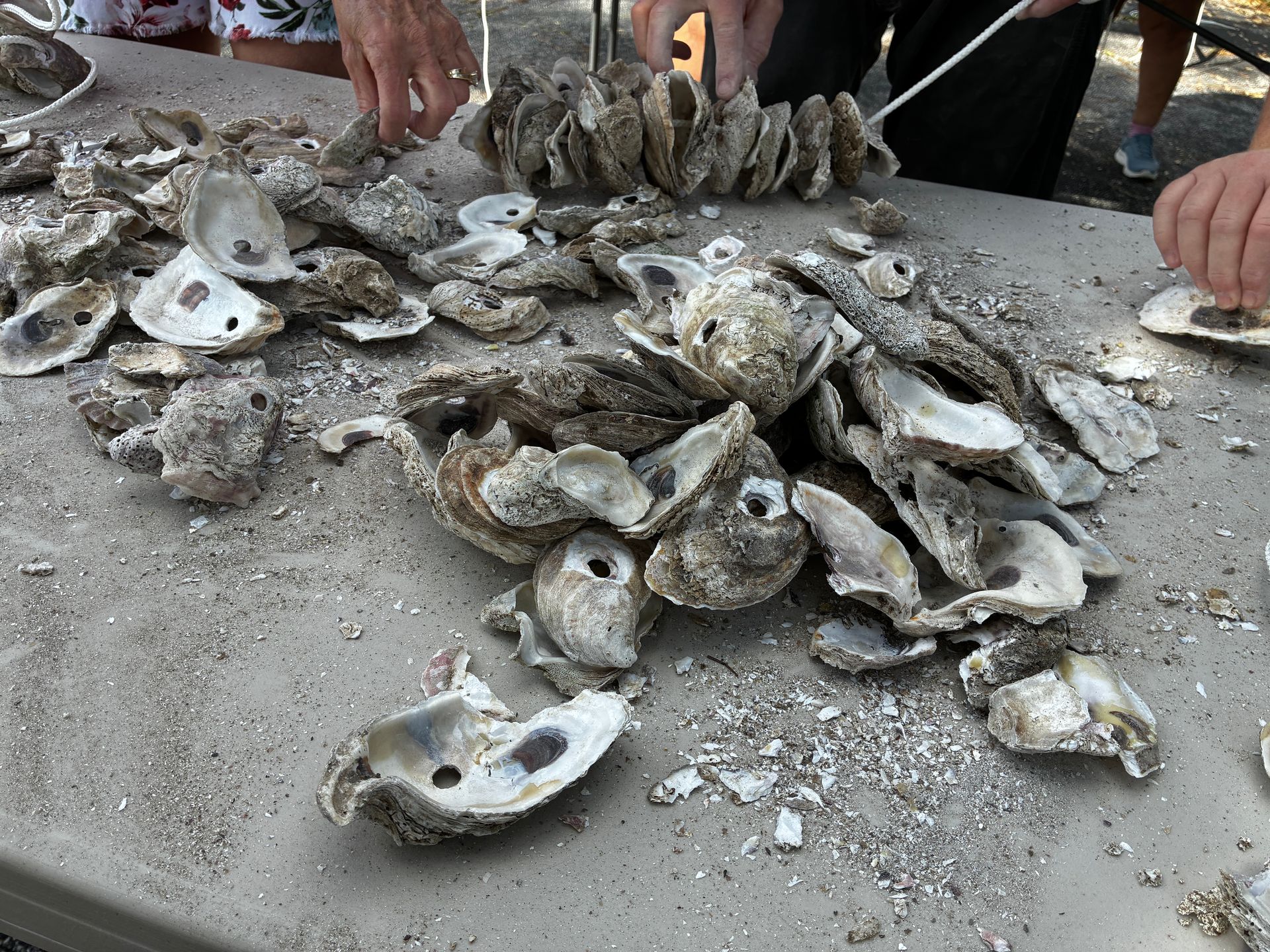 Hands sorting a pile of opened oyster shells on a sandy surface