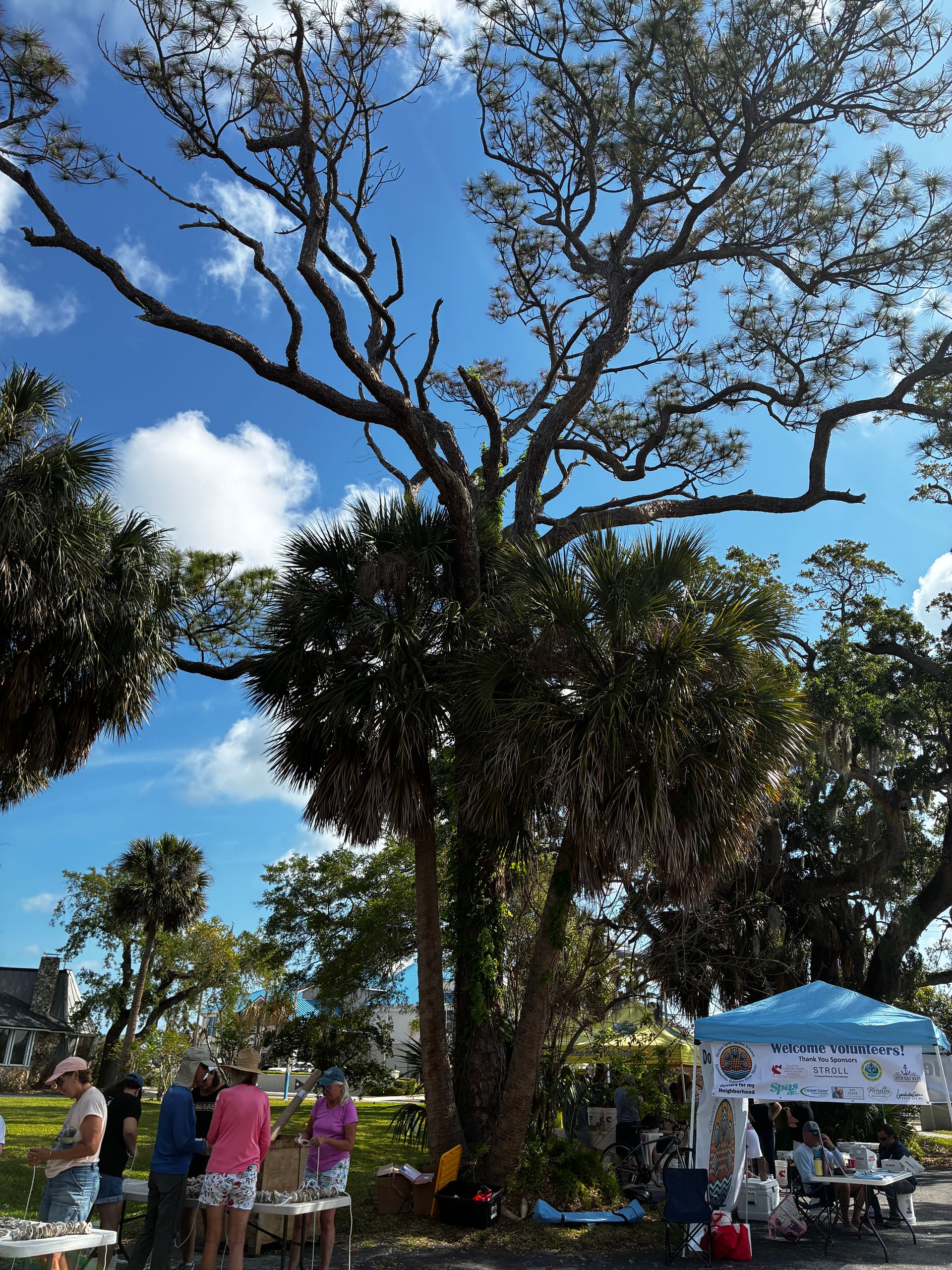 People gathered under a large tree at an outdoor event with a blue canopy and sunny sky.