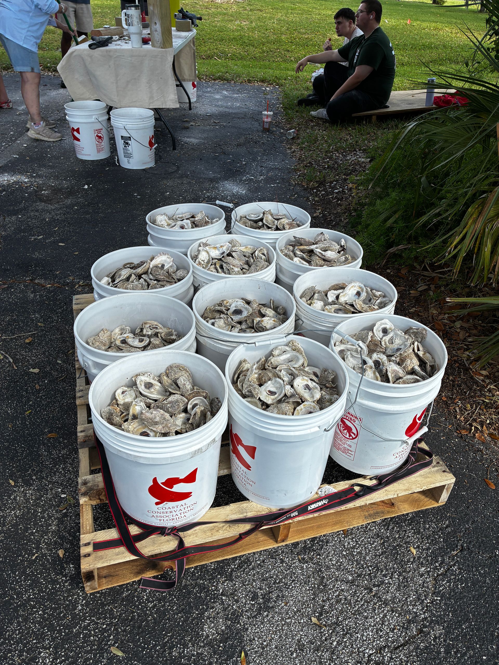 Buckets of shellfish on a pallet outdoors, with two people sitting on the grass in the background.