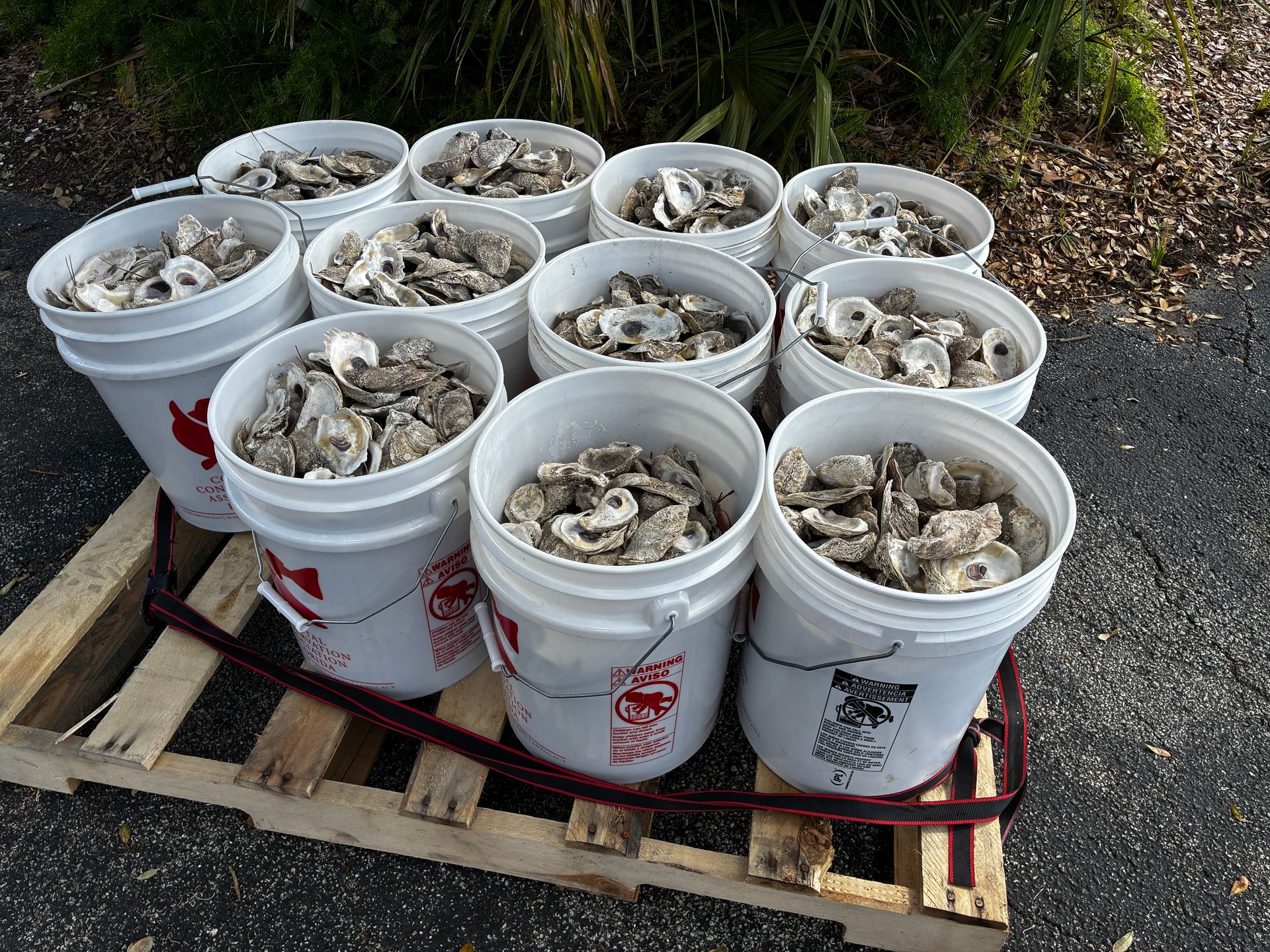 Buckets of oysters stacked on a wooden pallet outdoors beside grass and pavement