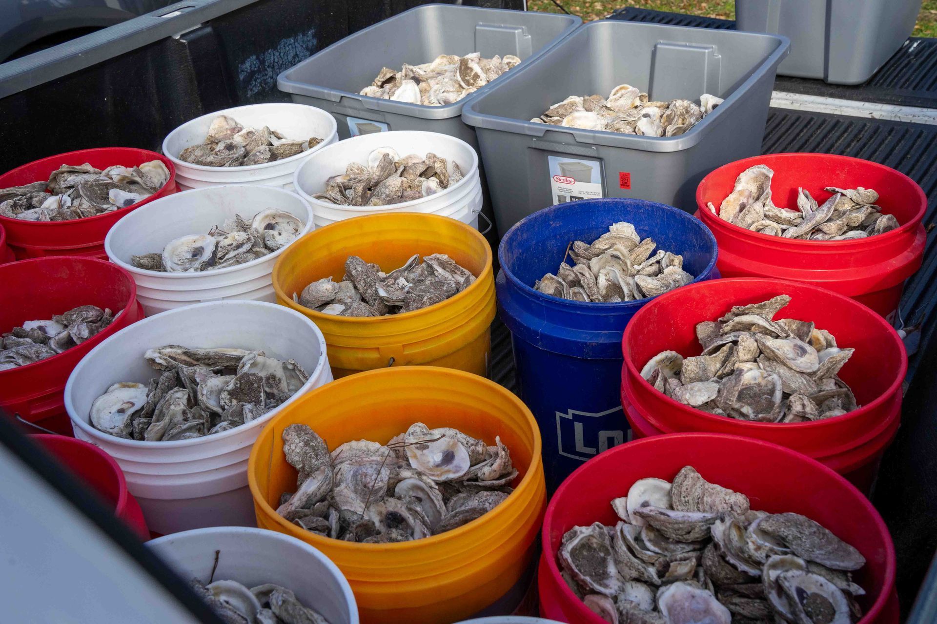 Buckets of raw shellfish in red, orange, blue, and gray bins at a market or dock.