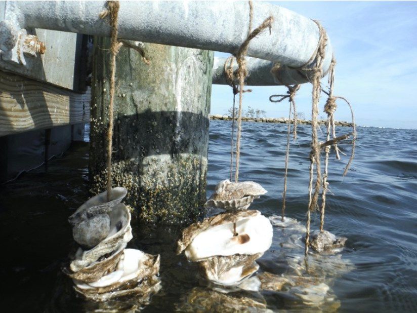 A bunch of oysters hanging from a pole in the water