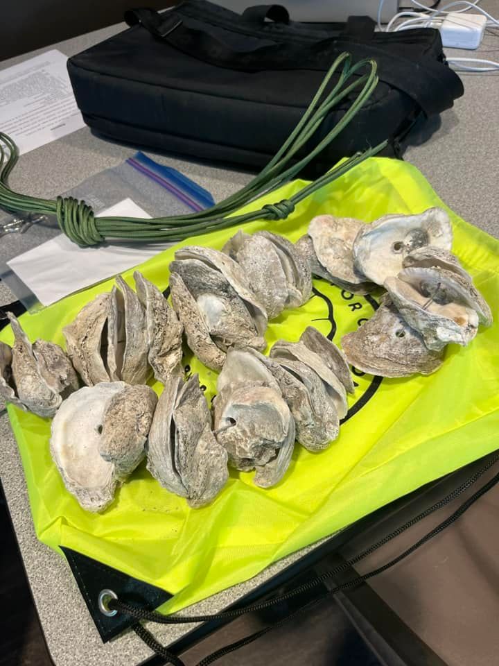 Tray of shucked oysters on a neon green bag next to a black bag and papers