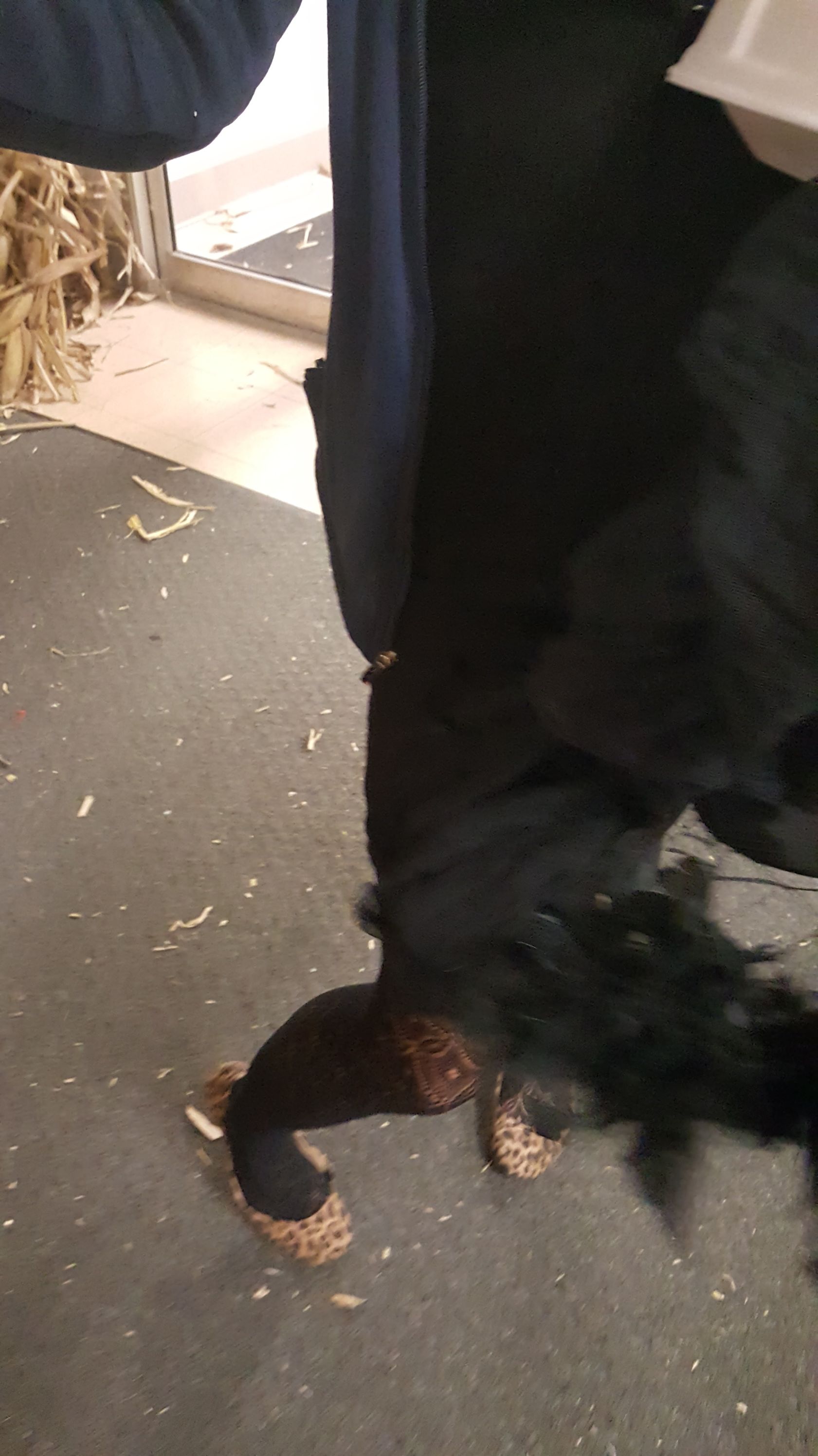 Black dog standing on a carpeted floor beside a person in a dark coat near a doorway