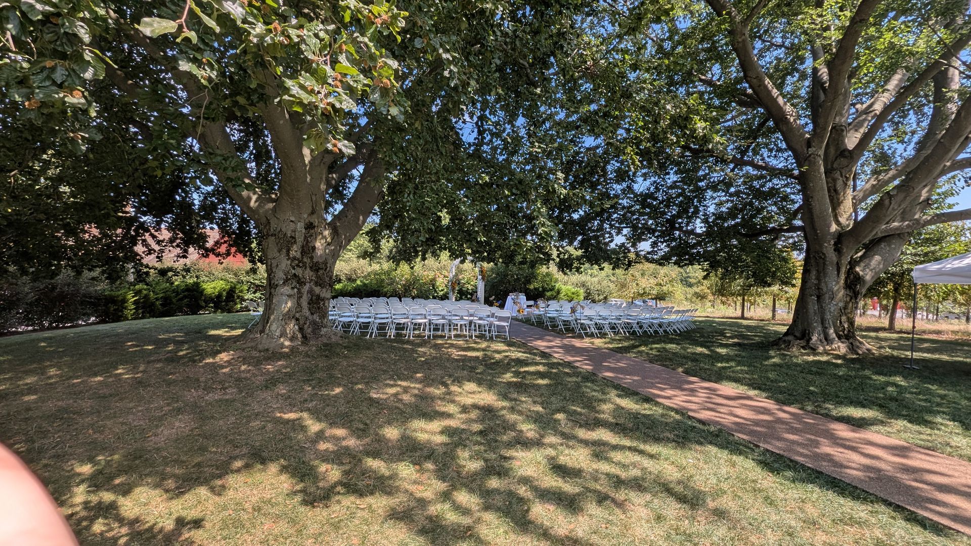 Tree-lined park with a brick path and a cluster of white flowers in the grass.