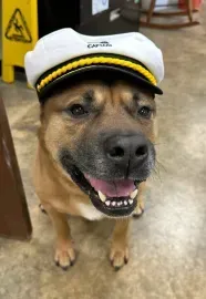 Happy tan dog wearing a white captain’s hat indoors