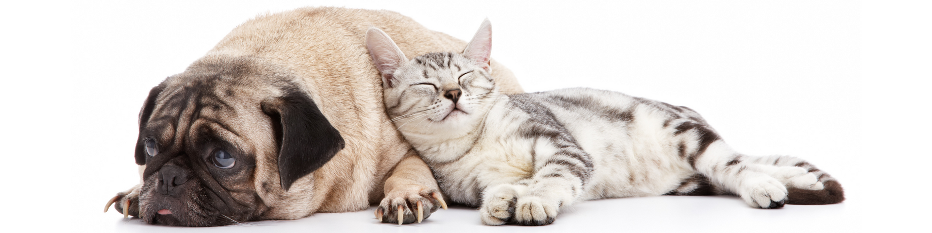 Sleeping pug and tabby cat cuddled together on a white background