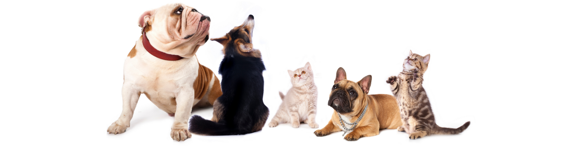 Six dogs sitting in a row, from a white bulldog to small cats and a brown dog on a white background