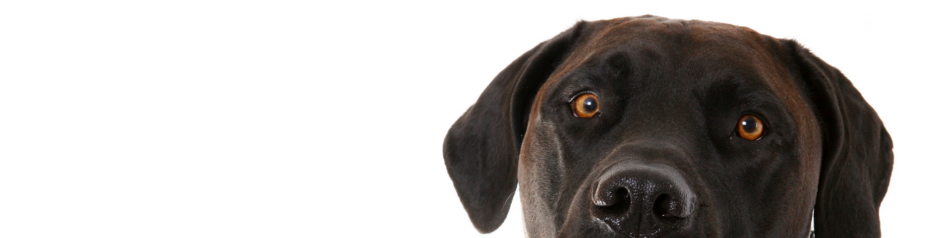 Close-up of a chocolate Labrador retriever’s face on a white background