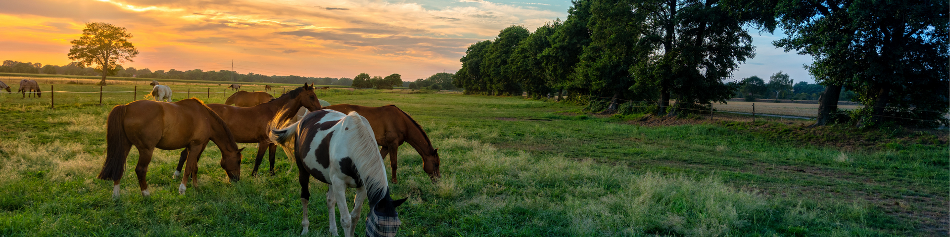 Three horses grazing in a green field at sunset