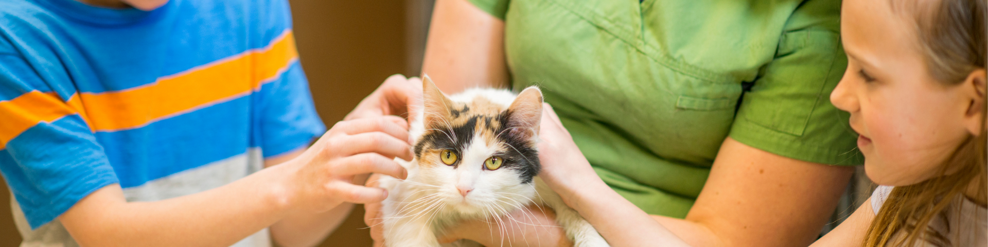 Three people pet a fluffy cat at a table outdoors.