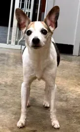 Small white-and-brown dog standing indoors on a concrete floor, looking at the camera.