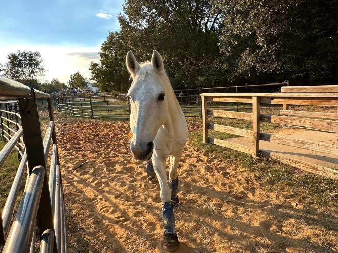 White horse walking toward camera in a sandy fenced paddock at sunset