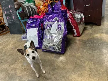 Small white-and-black dog standing on a concrete floor in front of bags of pet food and supplies
