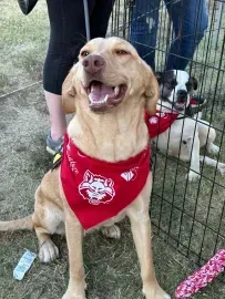 Happy tan dog wearing a red bandana sits behind a fence at an outdoor event