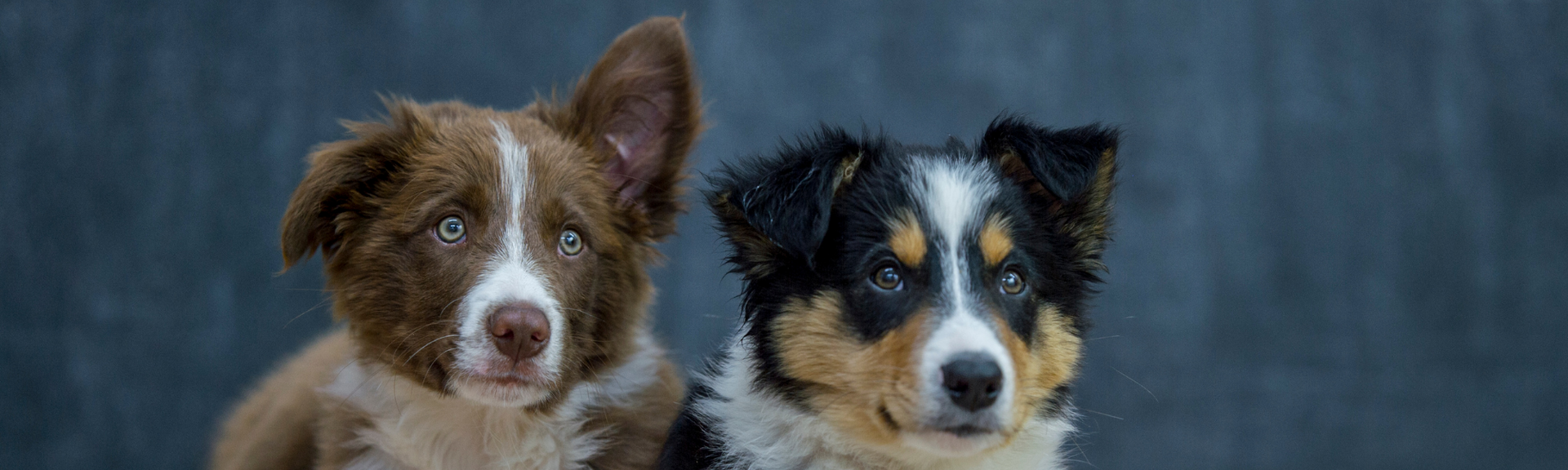 Two brown-and-white puppies with floppy ears looking at the camera against a blue-gray background