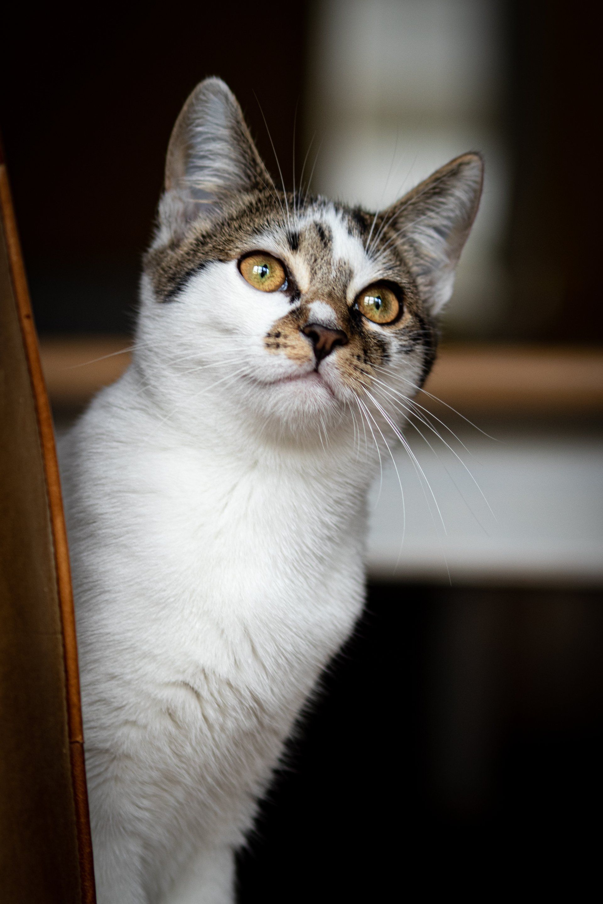 Een close-up van een kat die op een stoel zit en omhoog kijkt.