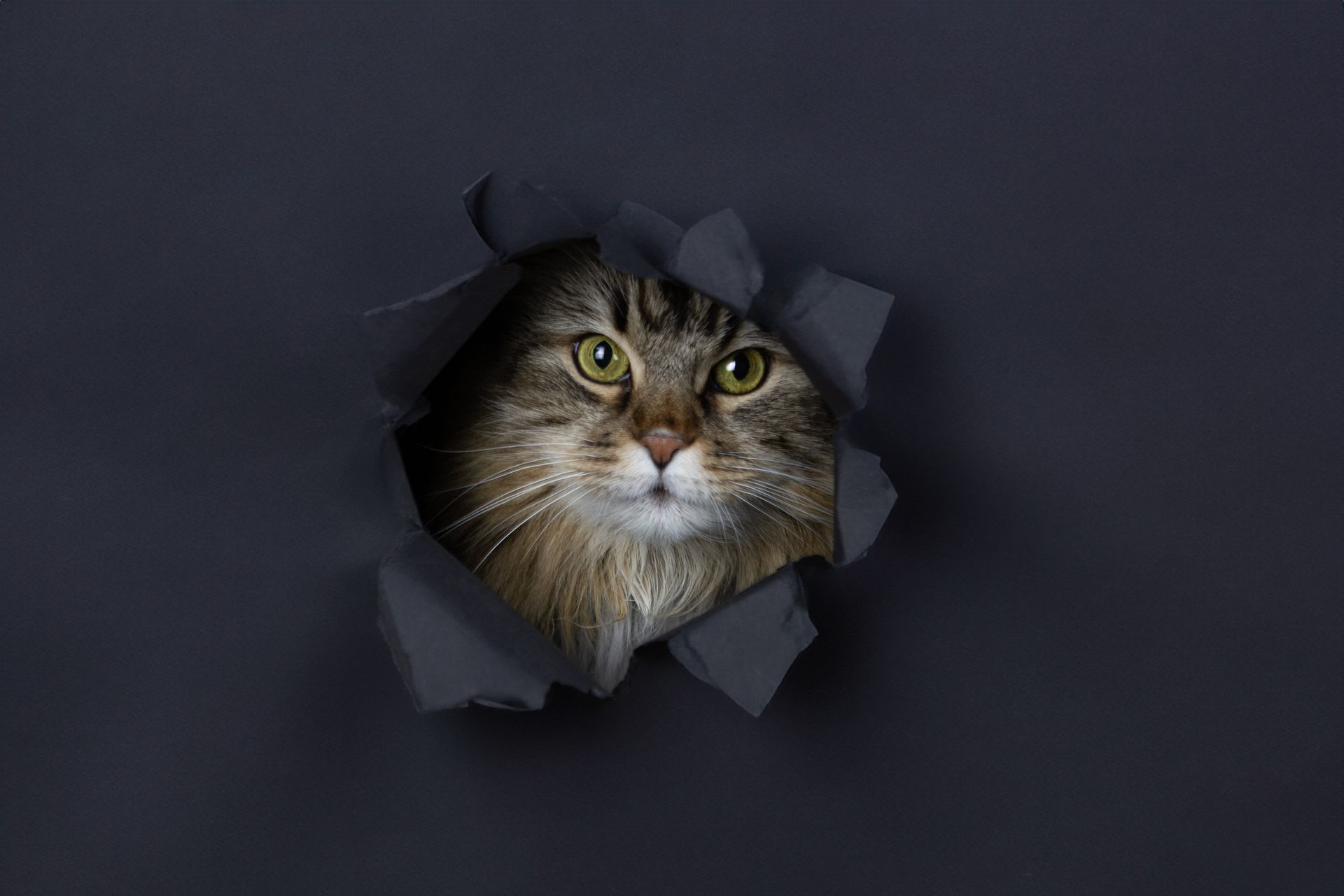 Een kat gluurt uit een gat in een stuk papier.