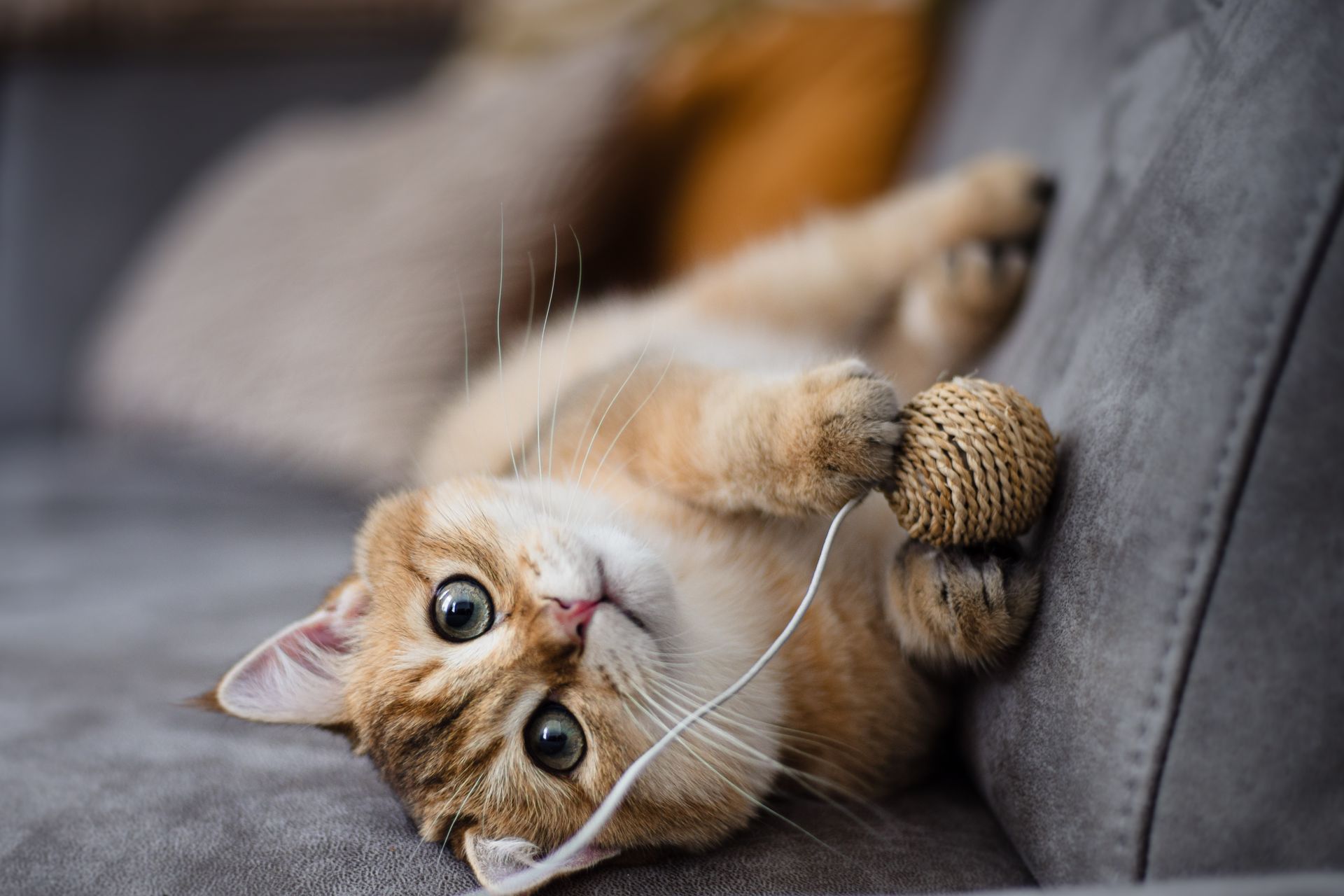 Een kat speelt met een bolletje garen op een bank. Dierenfotograaf