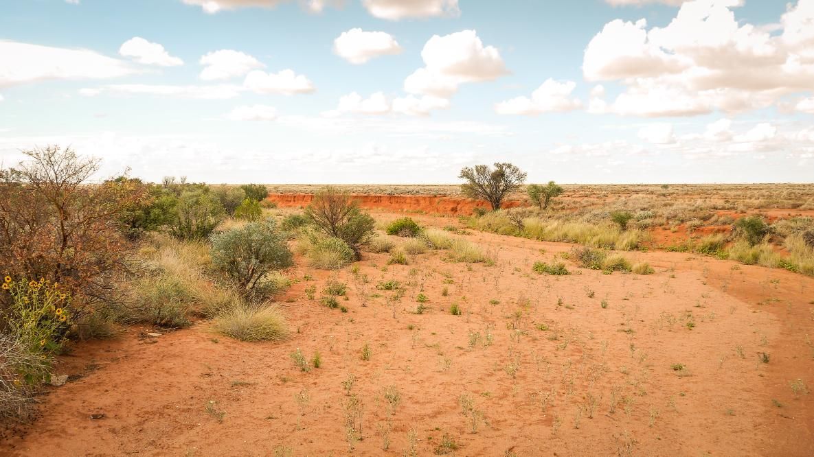 A Desert Landscape With Trees And Bushes — APEX Painting & Maintenance In Flinders, NSW
