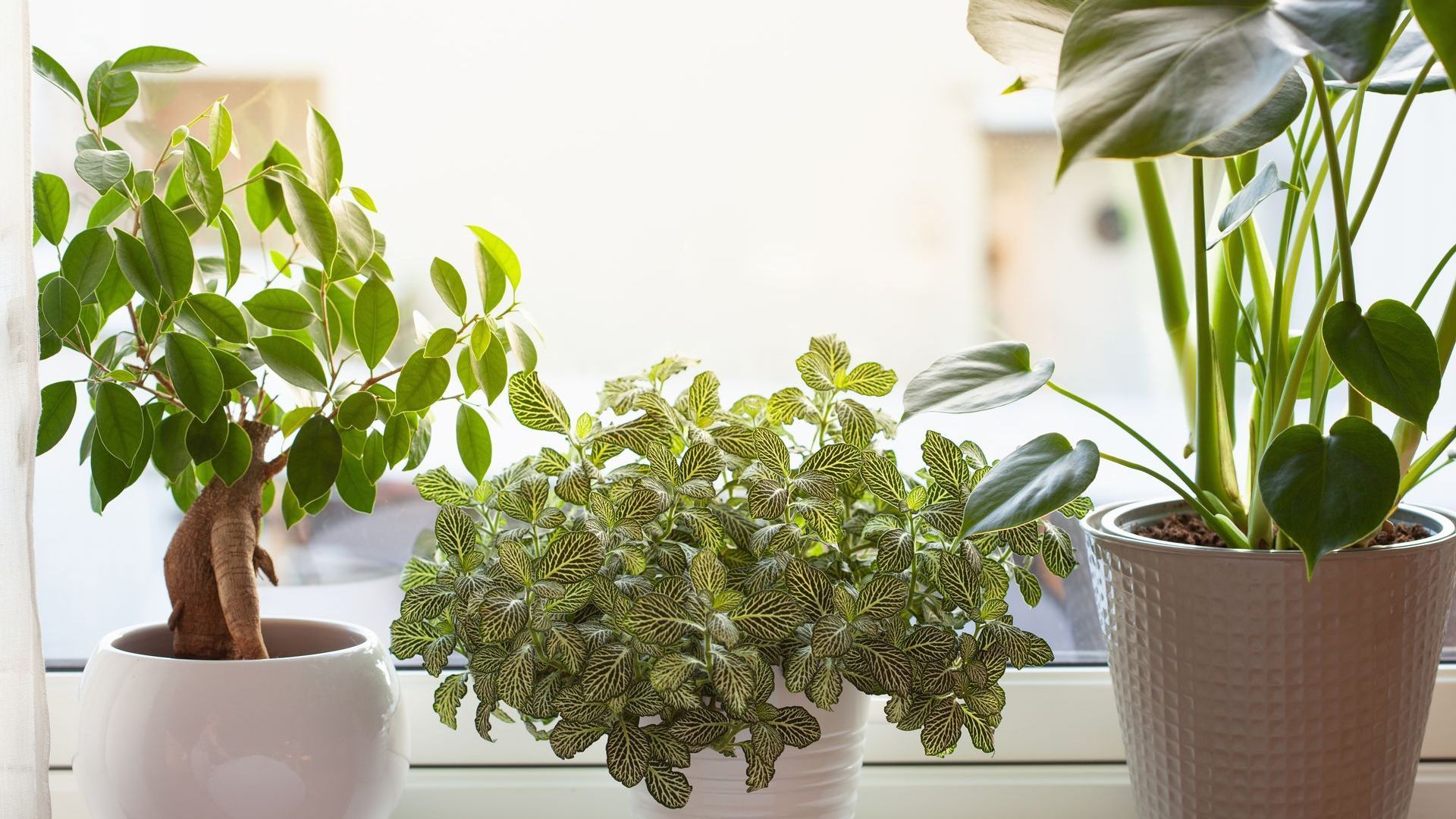 Small green plants