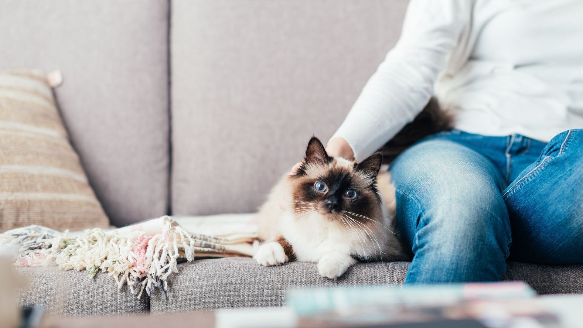 cat sitting on the couch