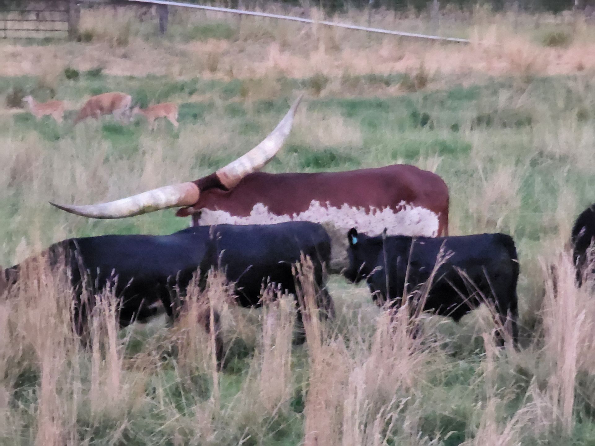 A herd of longhorn cattle grazing in a field