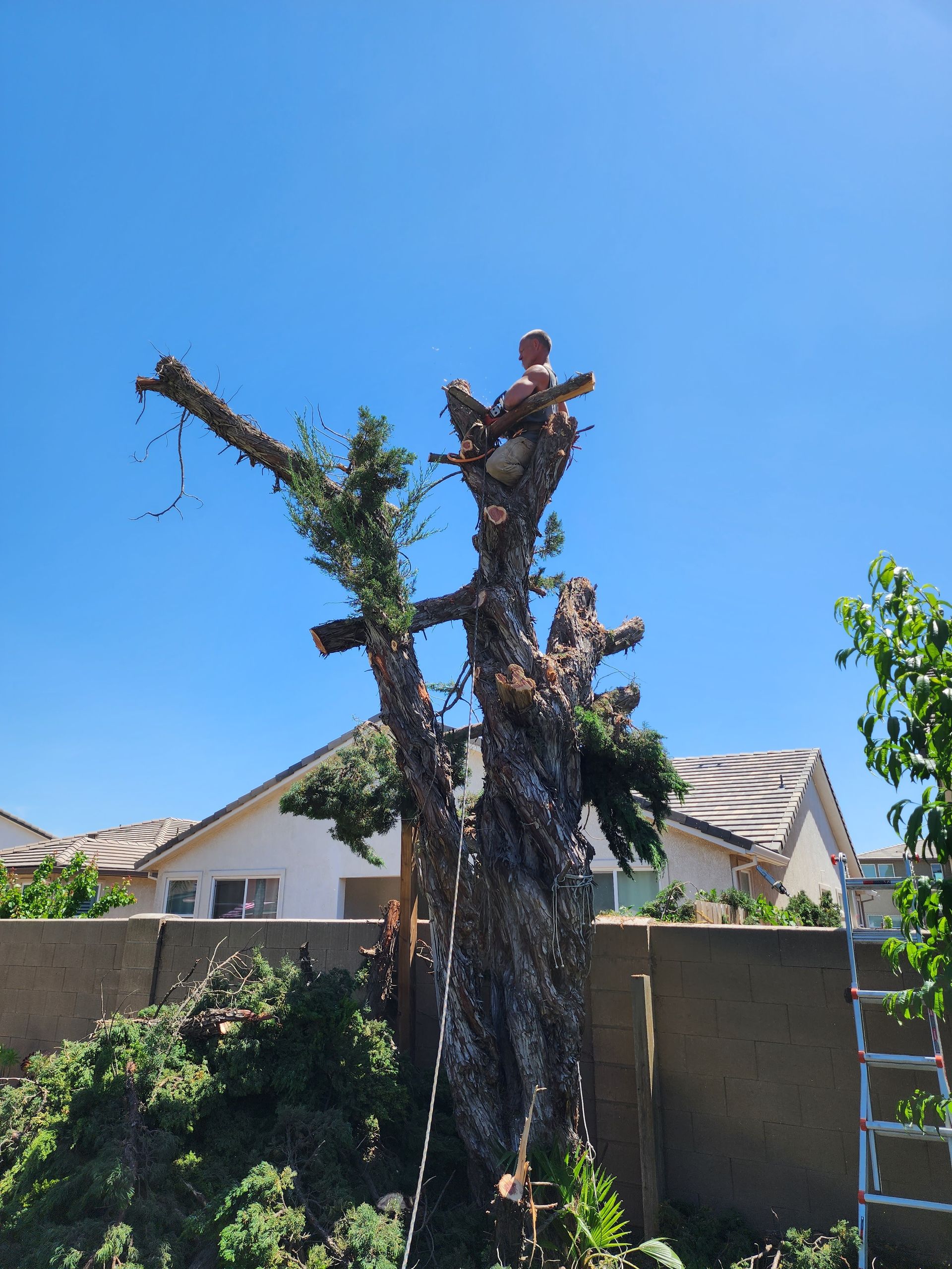 A man is climbing a tree with a chainsaw in a backyard.